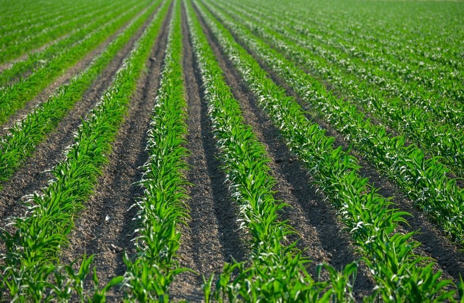 What is Crop Insurance and How Does It Protect Kenyan Farmers from Drought and Floods?